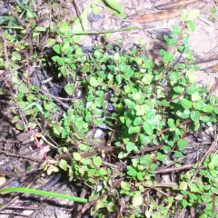 Pebrella silvestre, una planta rastrera con pequeñas hojas verdes y tallos rojizos, crece entre la tierra y hojarasca.