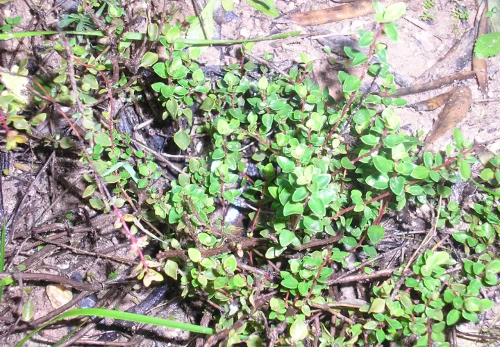 Pebrella silvestre, una planta rastrera con pequeñas hojas verdes y tallos rojizos, crece entre la tierra y hojarasca.