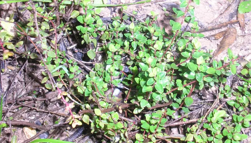 Pebrella silvestre, una planta rastrera con pequeñas hojas verdes y tallos rojizos, crece entre la tierra y hojarasca.