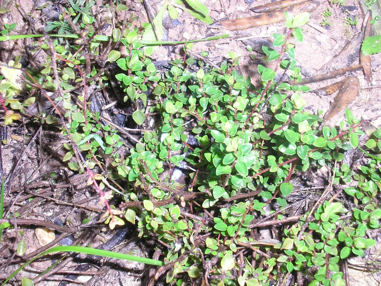 Pebrella silvestre, una planta rastrera con pequeñas hojas verdes y tallos rojizos, crece entre la tierra y hojarasca.